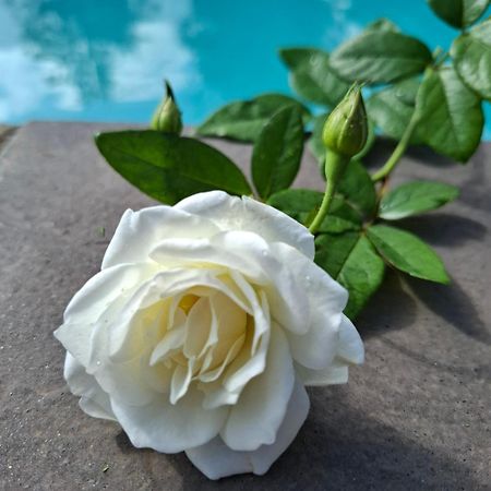 Bella Rosa Bed & Breakfast พ็อตเชฟสตรูม ภายนอก รูปภาพ